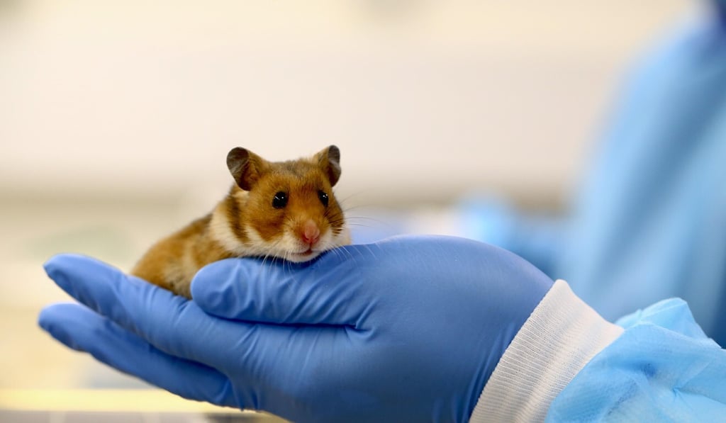 The new study found hamsters housed at low temperatures had their neutralising antibody responses suppressed and suffered more severe reactions to the disease. Photo: University of Hong Kong
