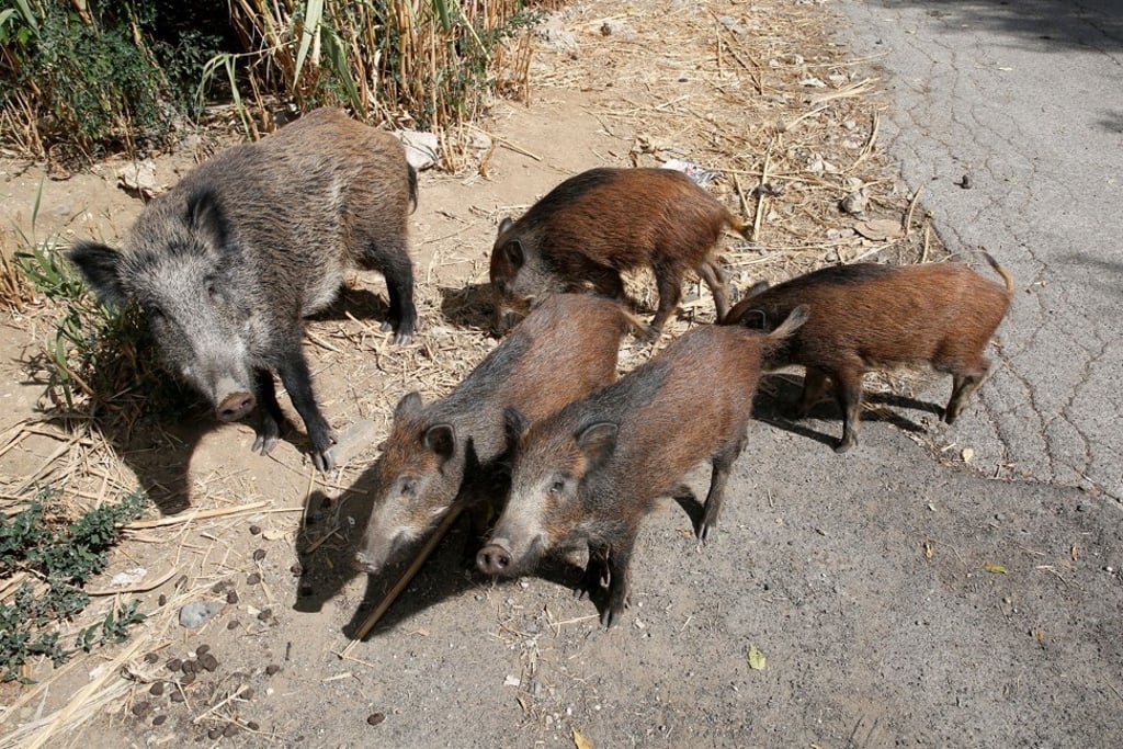Wild boars roam a street searching for food in Rome, Italy. Photo: Reuters Wild boars roam a street searching for food in Rome, Italy. Photo: Reuters