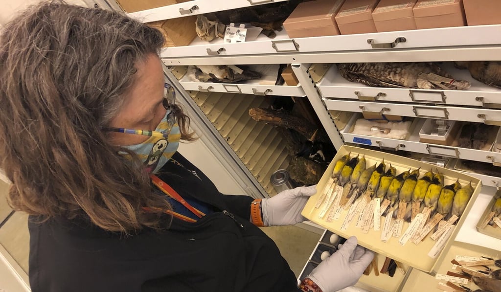 Moe Flannery, senior collections manager for ornithology & mammalogy at the California Academy of Sciences, holds a tray containing Bachman’s warblers in their specimen collection in San Francisco on Friday. Photo: AP