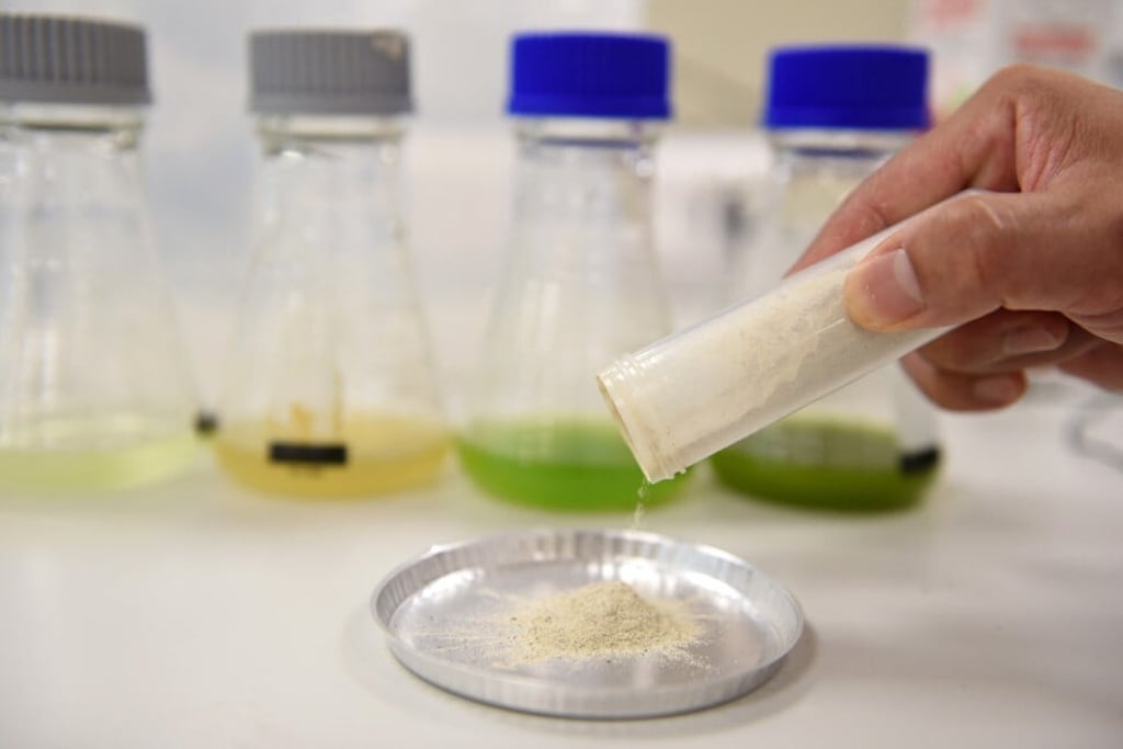 Protein powder made from microalgae is poured into a dish at a research laboratory in Singapore. Microalgae are considered one of the most promising sustainable sources of food ingredients. Photo: AFP