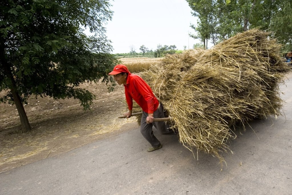 A lone male farmer carries harvested wheat along a rural road near Yongji, Shanxi province, China. Photo: Getty A lone male farmer carries harvested wheat along a rural road near Yongji, Shanxi province, China. Photo: Getty