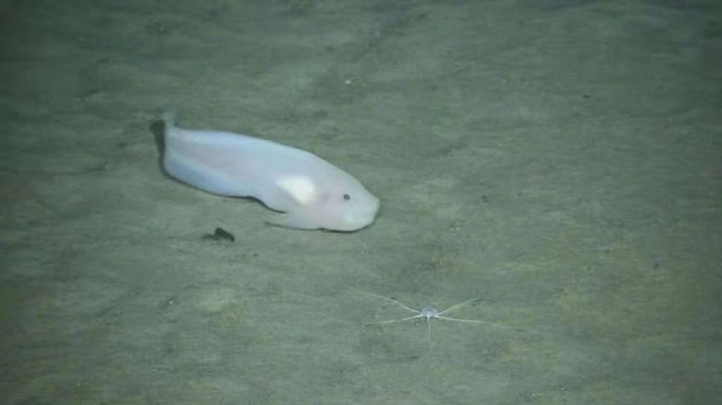 Haidou 1’s mission is to explore the ocean floor. Photo: Weibo