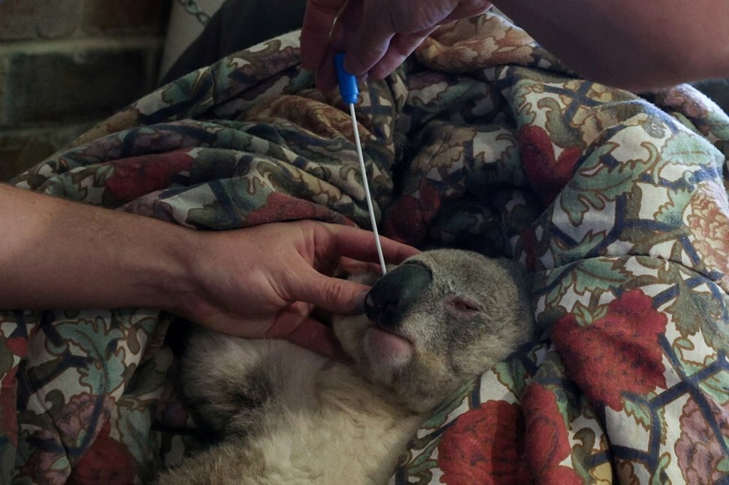 A koala suffering from chlamydia undergoes health assessments at Vineyard Veterinary Hospital in Sydney. Photo: Reuters A koala suffering from chlamydia undergoes health assessments at Vineyard Veterinary Hospital in Sydney. Photo: Reuters