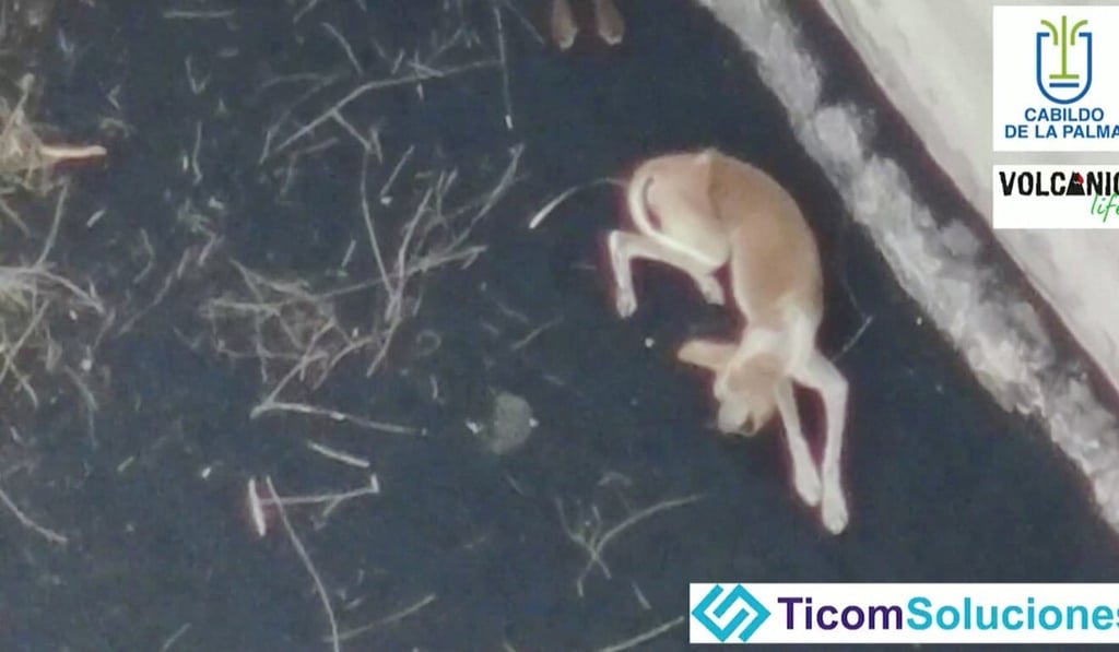 One of the stranded dogs. Photo: Reuters