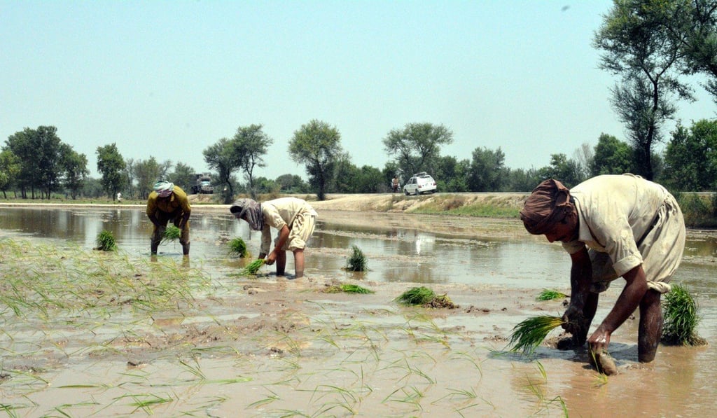 Melioidosis, also known as Whitmore’s disease, is sometimes found in people who work in paddy fields. Photo: EPA Melioidosis, also known as Whitmore’s disease, is sometimes found in people who work in paddy fields. Photo: EPA