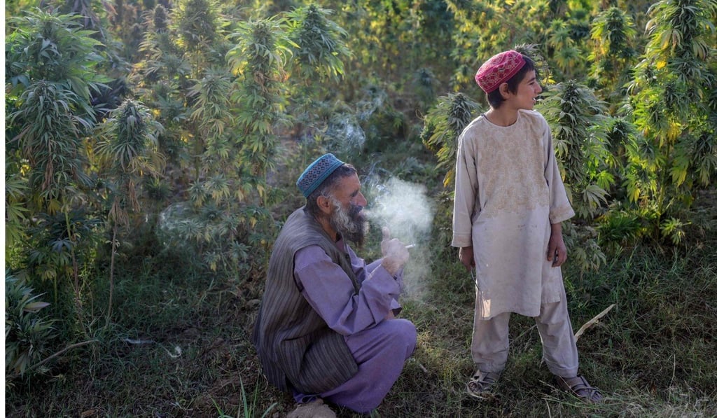 A man smokes while working with his son in a cannabis field in the outskirts of Kandahar. Photo: AFP