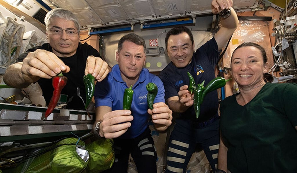 (From left) Astronauts Mark Vande Hei, Shane Kimbrough, Akihiko Hoshide and Megan McArthur pose with peppers grown aboard the International Space Station on Friday. Photo: Nasa via AP