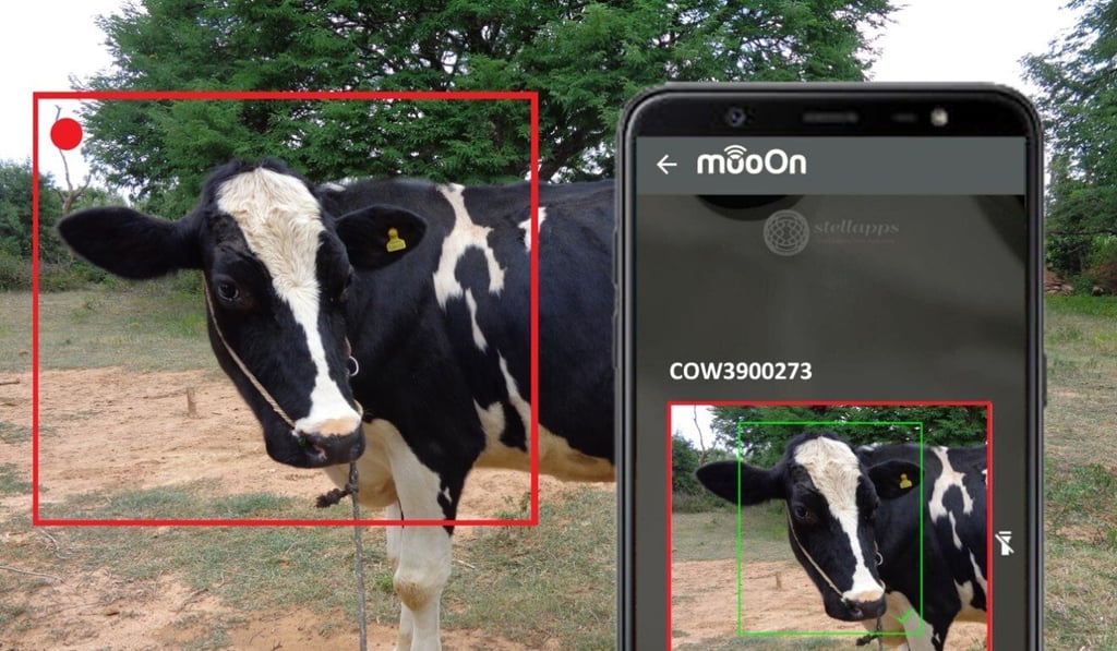 Facial recognition systems have been used for cows as well. Photo: Handout Facial recognition systems have been used for cows as well. Photo: Handout