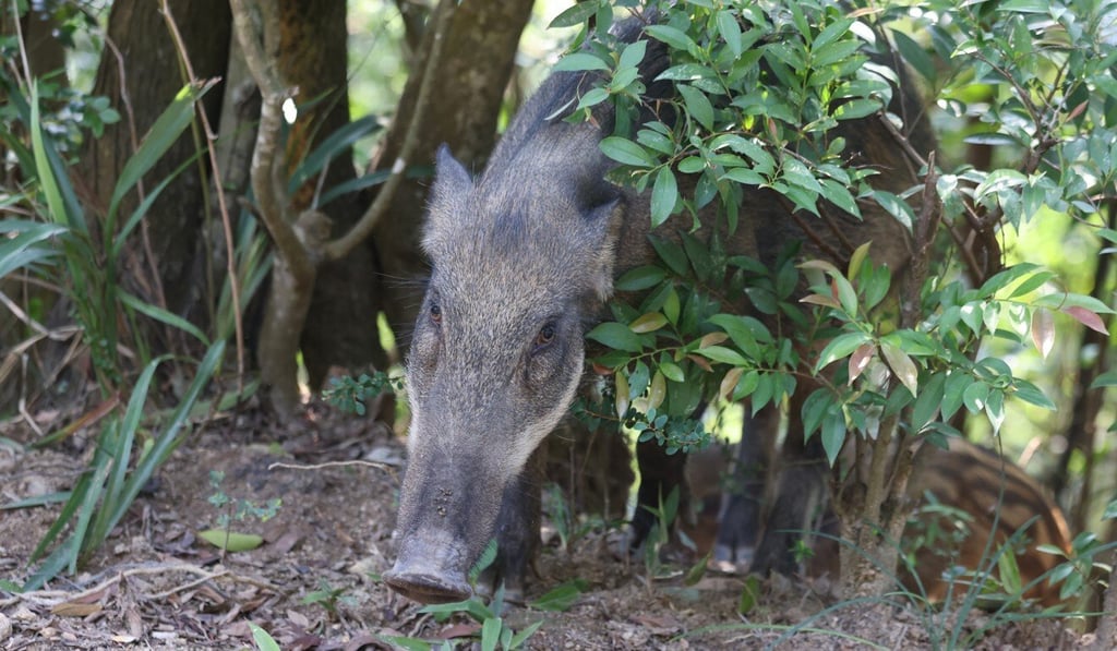 A wild boar in Tai Tam Country Park. Photo: Nora Tam A wild boar in Tai Tam Country Park. Photo: Nora Tam