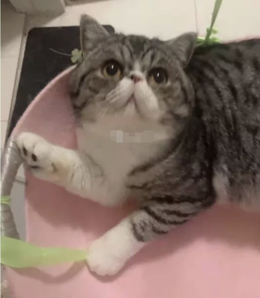One of three cats owned by a Covid-19 patient in Harbin that were diagnosed with the disease, and put down. Photo: Weixin.qq.com