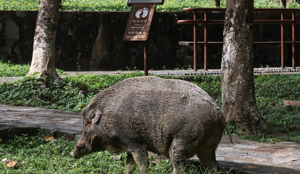 A wild boar at Aberdeen Country Park. Photo: K. Y. Cheng A wild boar at Aberdeen Country Park. Photo: K. Y. Cheng