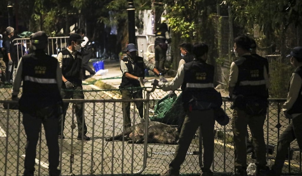 Wildlife officials put down seven wild boars during an operation in Wong Chuk Hang on Wednesday. Photo: Edmond So Wildlife officials put down seven wild boars during an operation in Wong Chuk Hang on Wednesday. Photo: Edmond So