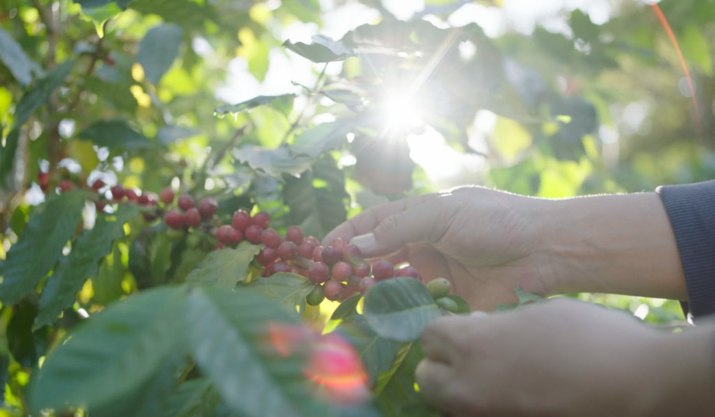 Farmers in Lai Chi Wo now grow organic produce such as coffee beans, winter melons, turmeric, ginger and other herbs.