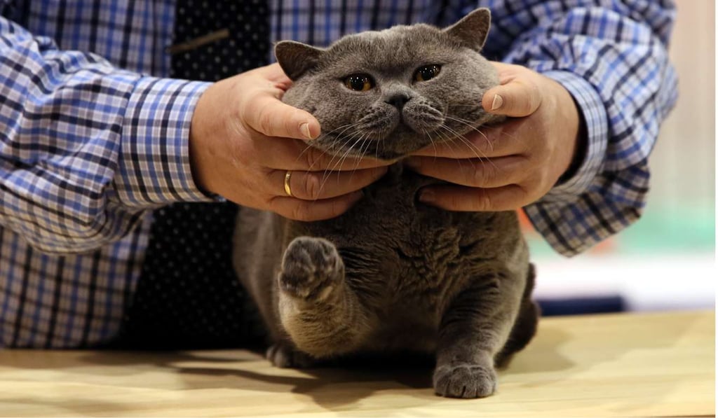 Exploring the Link Between Cat Ownership and Schizophrenia: A Fresh Perspective-3