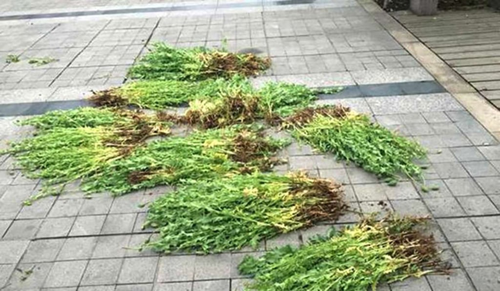 The 62-year-old man was arrested over his 800 poppy plants. Photo: Handout The 62-year-old man was arrested over his 800 poppy plants. Photo: Handout