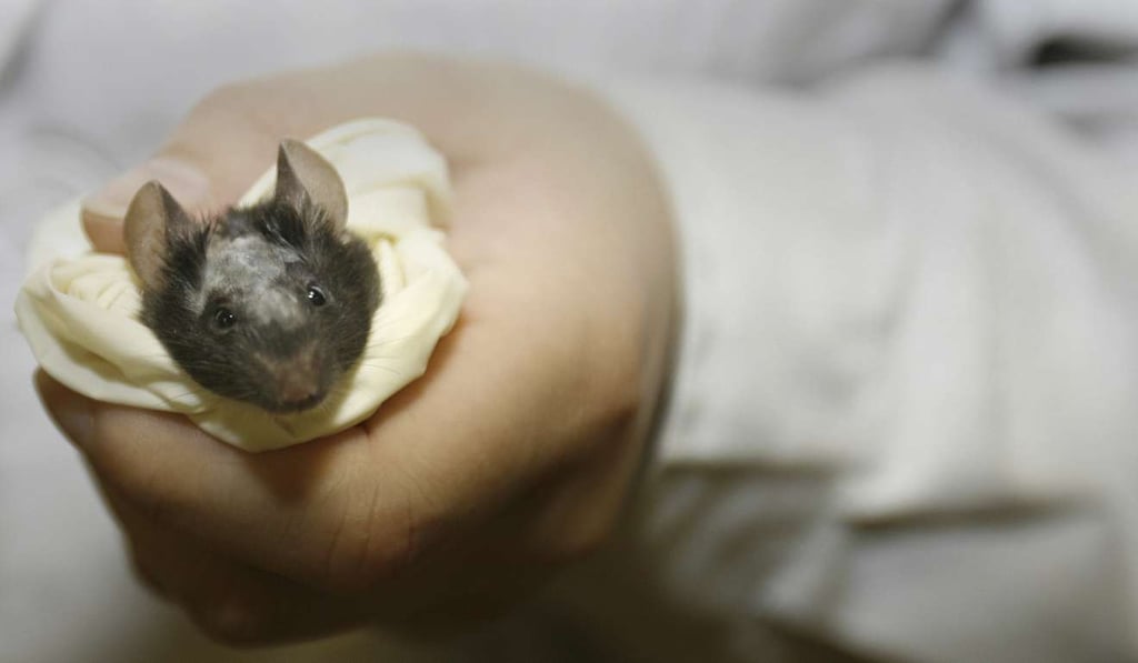 Mice injected with a specific human protein are less likely to experience cognitive regression. Photo: AFPA labatory technician holds a lab mouse before operating on it as part of a stem cell research programme at the National Institute of Biological Sciences in Zhongguancun Science Park in Beijing 26 May 2006. Zhongguancun has China's highest concentration of scientific and technological institutions and corporations dubbed China's 'Silicon Valley' as China's high-tech industries gather pace. Photo: AFP