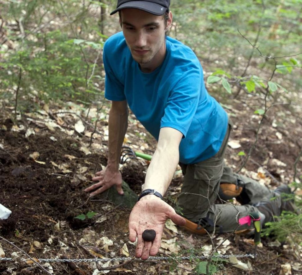University of New Hampshire doctoral student Ryan Stephens finds a truffle in the Bartlett Experimental Forest in the White Mountain National Forest in New Hampshire. Photo: University of New Hampshire via AP) University of New Hampshire doctoral student Ryan Stephens finds a truffle in the Bartlett Experimental Forest in the White Mountain National Forest in New Hampshire. Photo: University of New Hampshire via AP)