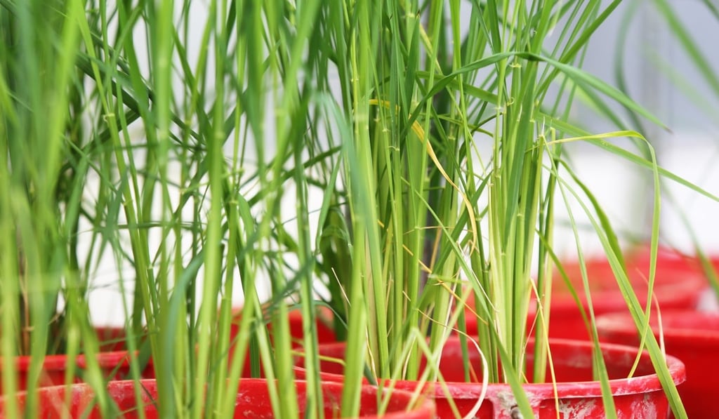 Cereal plants contain a compound that may be converted into a cheaper source of energy. Photo: Xiaomei Chen