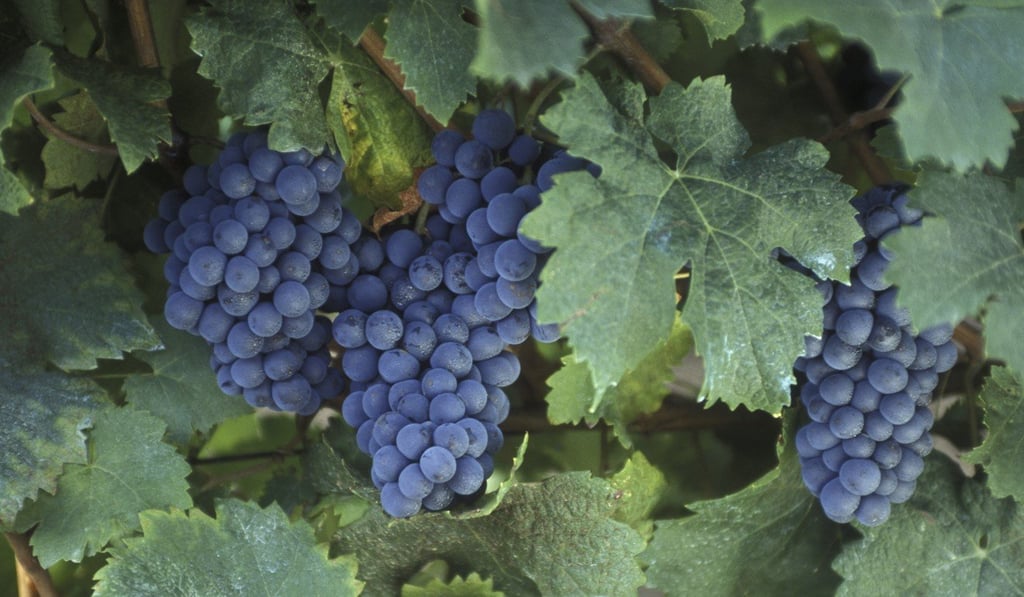 Cabernet franc grapes growing in the Loire region, France.