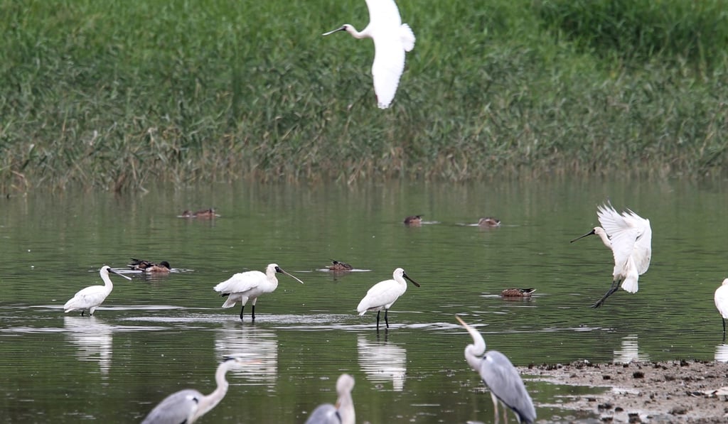 Black-faced spoonbill (white) and grey heron at the Hong Kong Wetland Park in Tin Shui Wai.