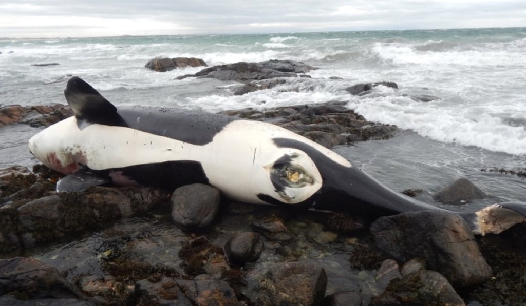 The orca known as Lulu was washed ashore on the Scottish island of Tiree in early January. Photo: John Bowler / RSPB Scotland