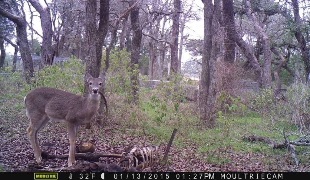 A young Texas deer gnaws on a human rib bone in January 2015 in Texas. Researchers say bones can be an important source of minerals for otherwise herbivorous species. Photo: Meckel et al/ John Wiley & Sons.