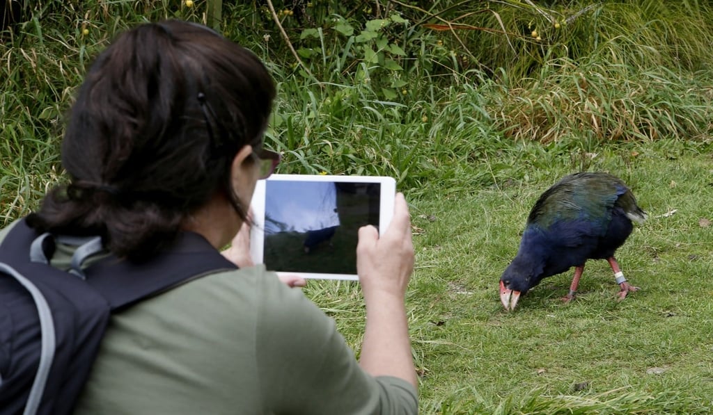 A tourist films a takahe at Zealandia in Wellington. Photo: AP