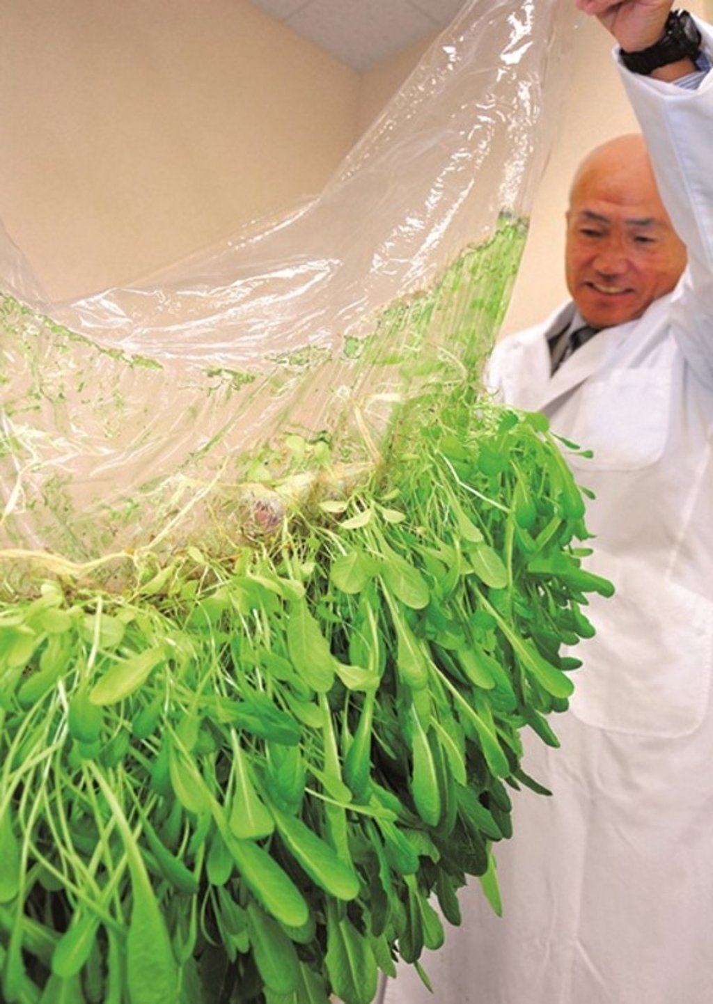 Film farming is the brainchild of Yuichi Mori (pictured), the chemical physicist who founded Mebiol in 1995. Film farming is the brainchild of Yuichi Mori (pictured), the chemical physicist who founded Mebiol in 1995.