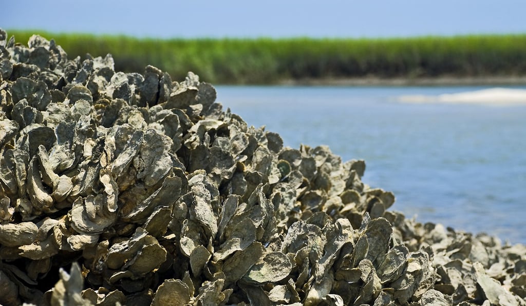 Oyster reefs are important shelters for marine life and can filter pollutants brought to the sea by rivers. Photo: Handout Oyster reefs are important shelters for marine life and can filter pollutants brought to the sea by rivers. Photo: Handout