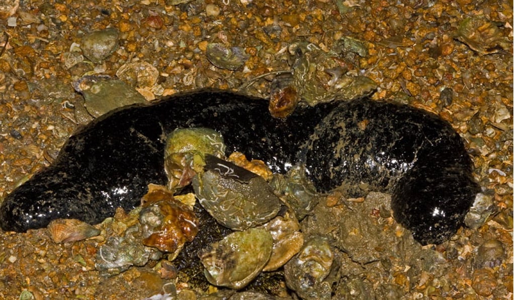 A black sea cucumber at Lung Mei beach in Tai Po, Hong Kong. Photo: SCMP