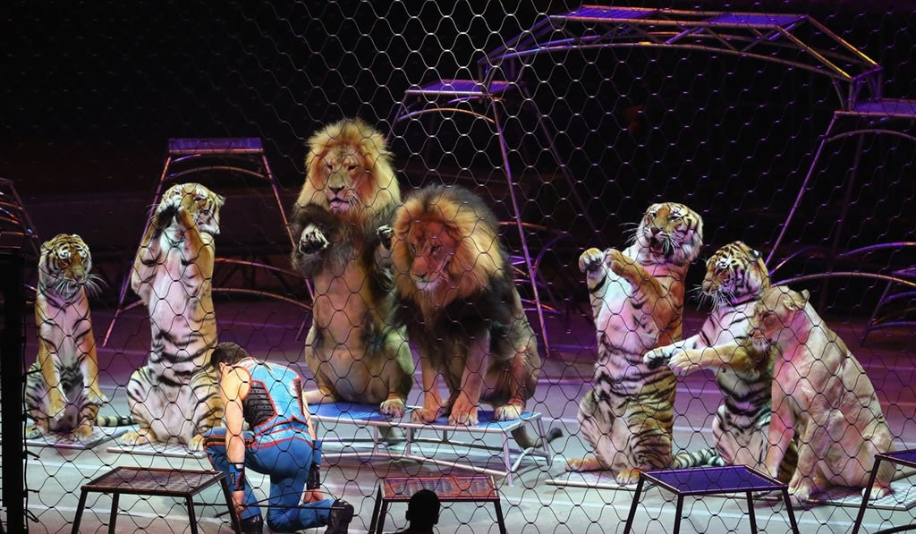 It’s an arena show, with an extravaganza of big cats, motorcycle stunts, clowns performing death-defying tricks, ice skaters and Mongolian contortionists. Photo: AFP It’s an arena show, with an extravaganza of big cats, motorcycle stunts, clowns performing death-defying tricks, ice skaters and Mongolian contortionists. Photo: AFP