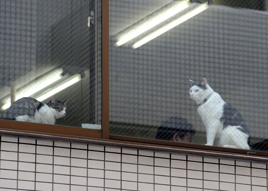 Japanese companies allow animals in the office because of their soothing effect on employees. ats at an IT office in Tokyo. Workaholic Japan is known for long office hours and stressed out employees, but one company claims to have a cure: Cats. / Photo: AFP/AFPBB News/Yoko Akiyoshi PHOTO / AFPBB News / YOKO AKIYOSHI / - Japan OUT / -----EDITORS NOTE --- RESTRICTED TO EDITORIAL USE - MANDATORY CREDIT