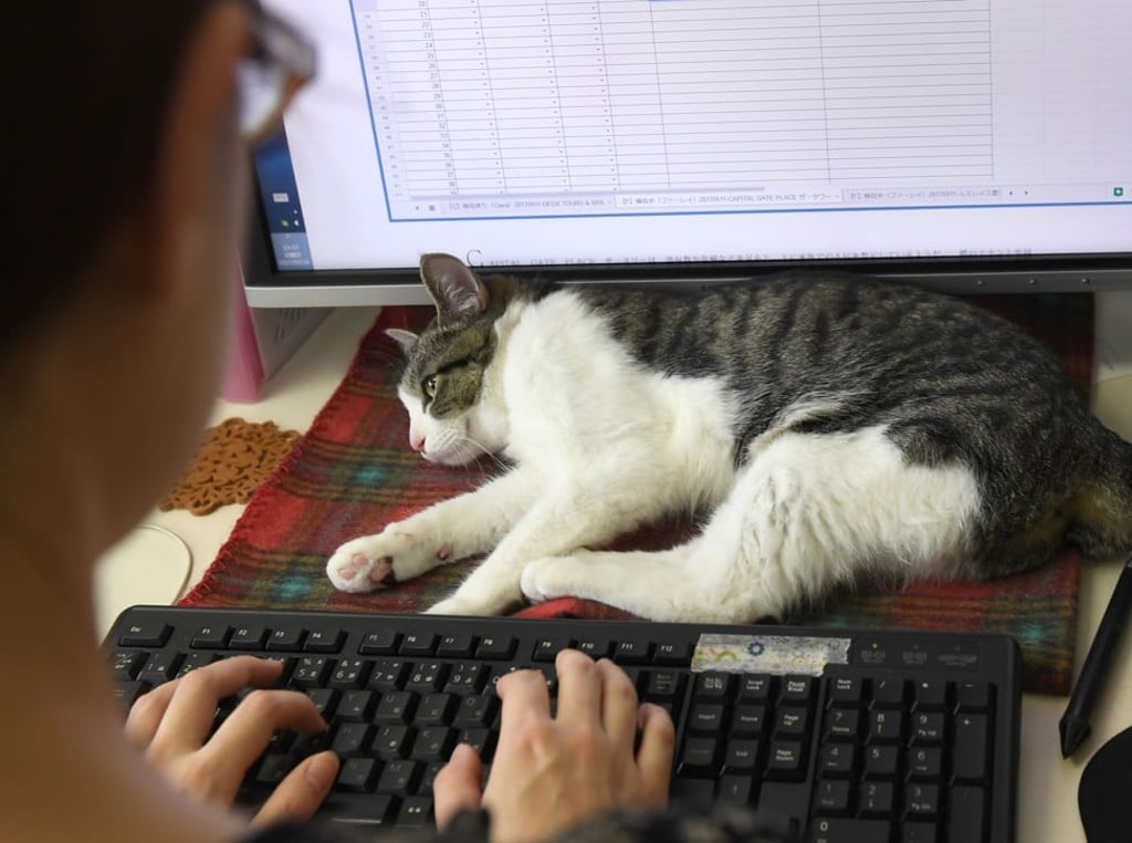 A cat lounges on the desk at an IT office in Tokyo, giving spreadsheet a new meaning. Workaholic Japan is known for long office hours and stressed out employees, but one company claims to have a cure: Cats. / AFP PHOTO / AFPBB News / YOKO AKIYOSHI / - Japan OUT / -----EDITORS NOTE --- RESTRICTED TO EDITORIAL USE - MANDATORY CREDIT Photo: AFP/AFPBB News/Yoko Akiyoshi PHOTO / AFPBB NEWS / YOKO AKIYOSHI