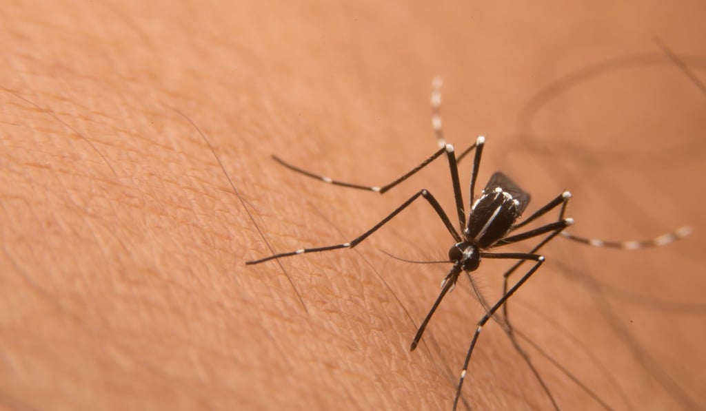A tiger mosquito. Photo: Shutterstock