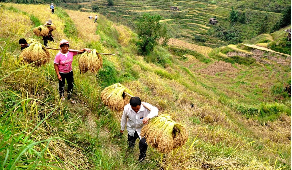 Farmers carry the harvest from their paddy fields in a village in Congjiang county, Guizhou province. China’s rice markets are still regulated through the minimum price system. Photo: AFP