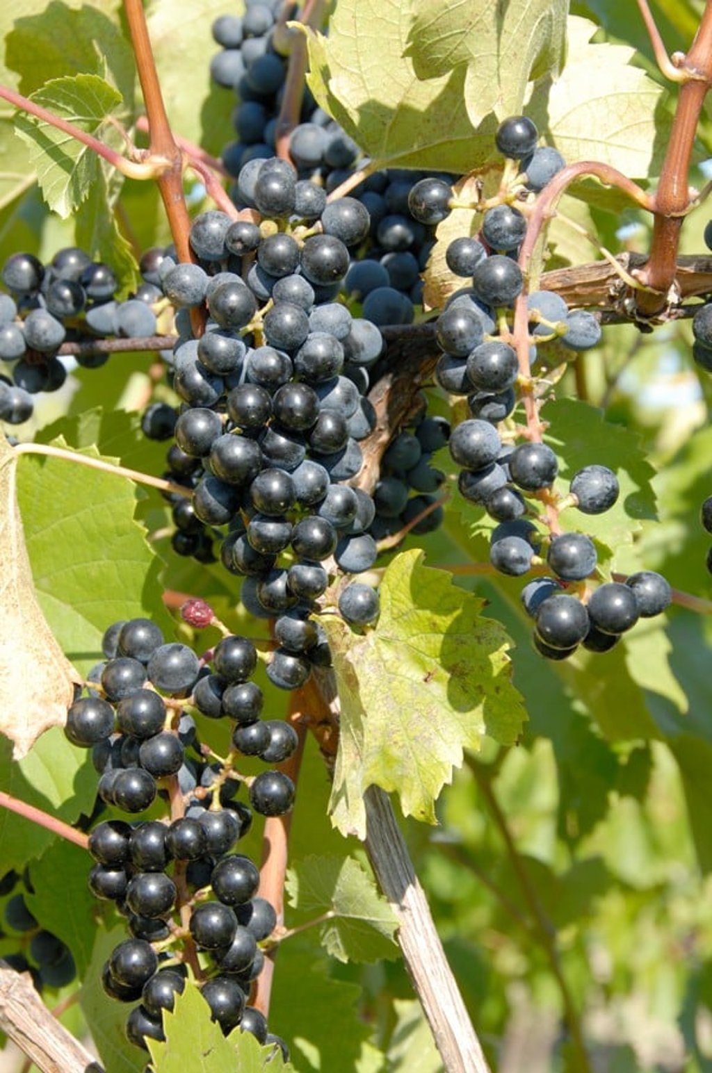 The baco noir grape.