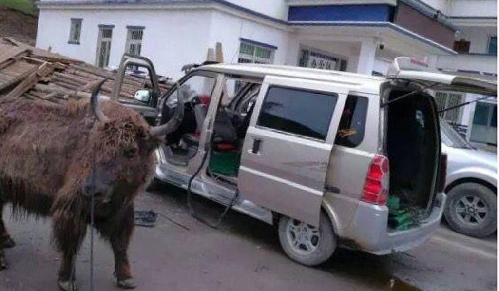 The rear seat of the van were pulled out to make enough room, barely, for the yaks. Photo: Handout