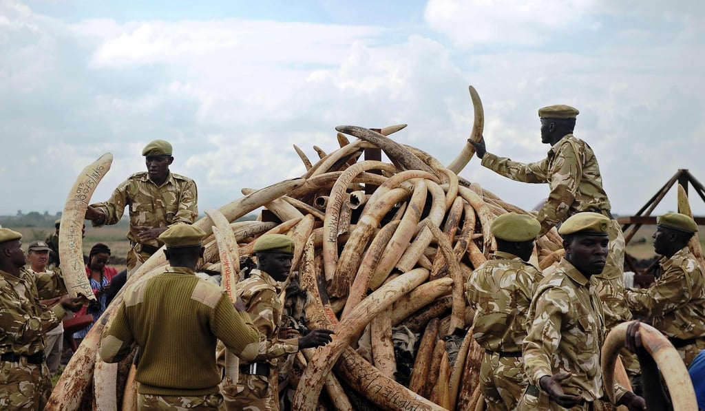Kenyan wildlife rangers pile up elephant tusks onto a pyre at Nairobi’s national park, in preparation for a historic burning of tonnes of ivory and other confiscated wildlife trophies, on April 20 last year. Photo: AFP