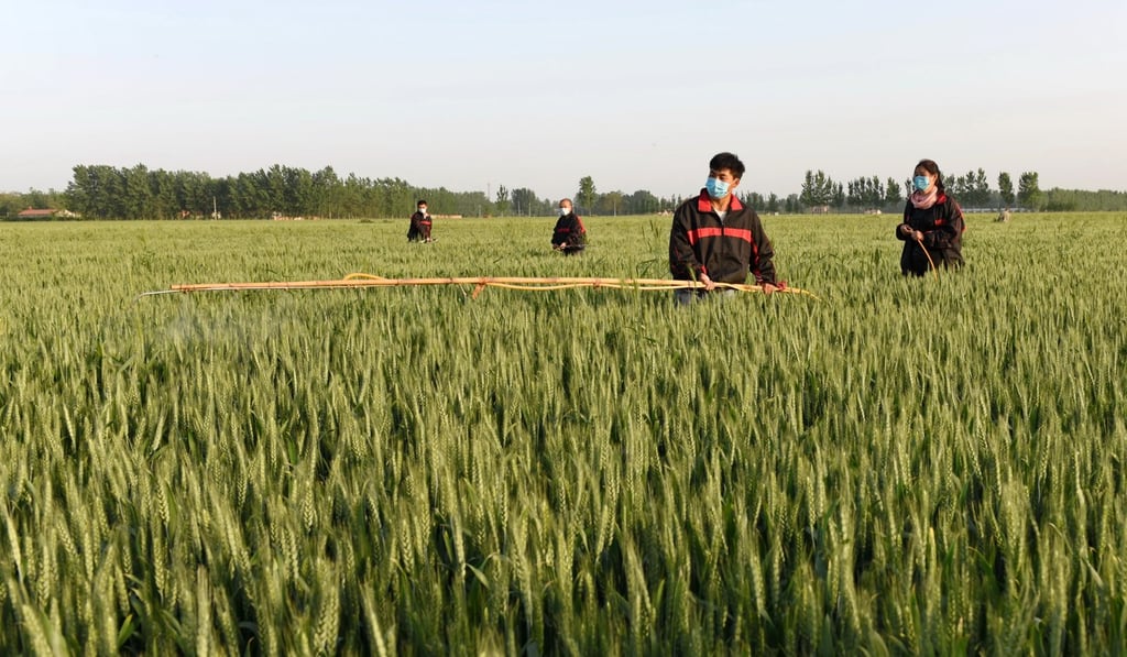 Workers spray pesticide in farmlands in Hebei Province in this May 7 file photo. Photo: Xinhua Workers spray pesticide in farmlands in Hebei Province in this May 7 file photo. Photo: Xinhua
