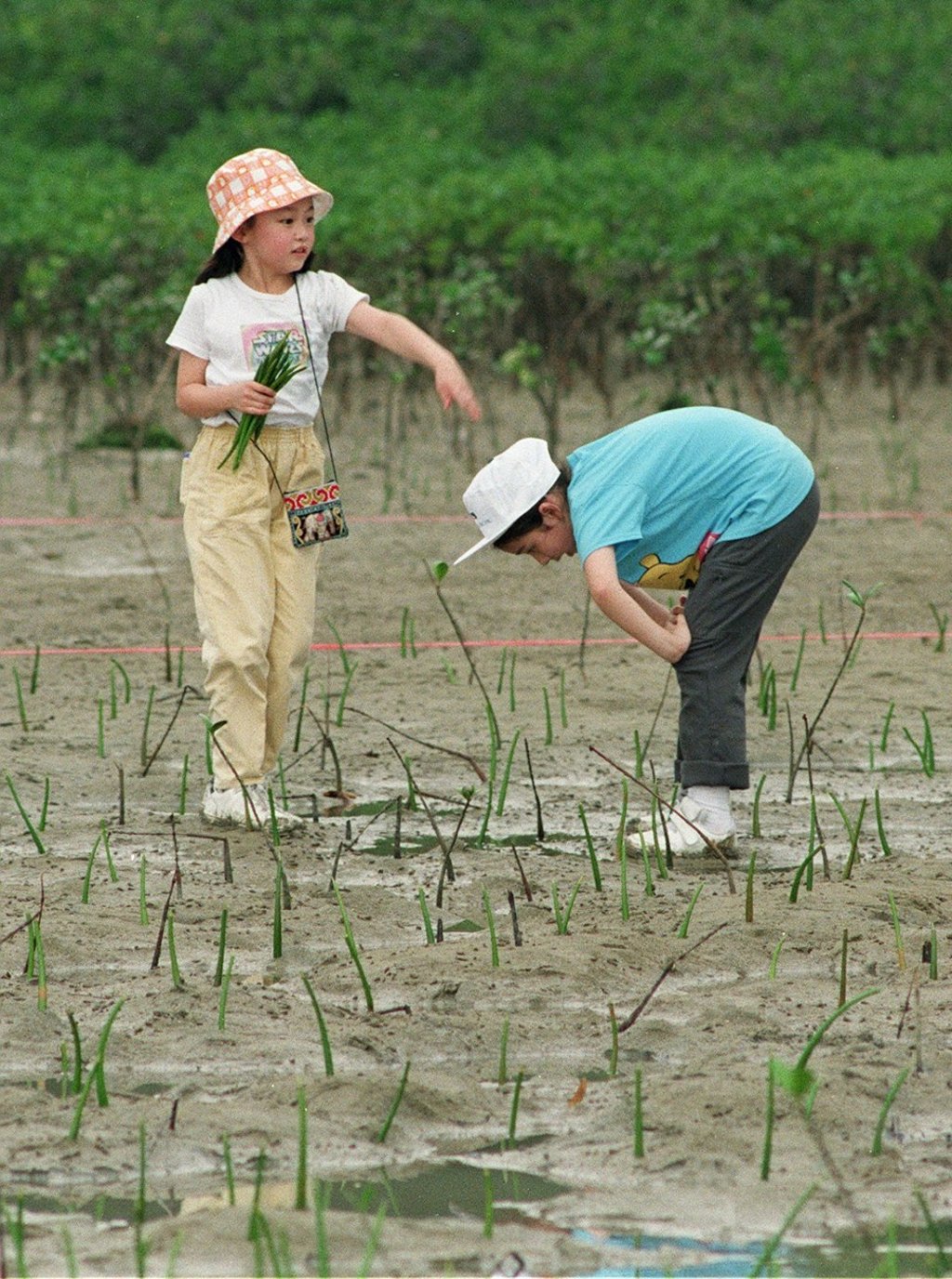 Children take part in a Friends of the Earth mangrove planting activity at Wong Chuk Wan, Sai Kung. Photo: Dickson Lee