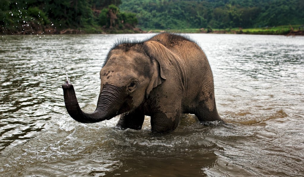 Mr Kit is one of seven elephants at the sanctuary, the other six all being retired work elephants. Photo: Paul Wager