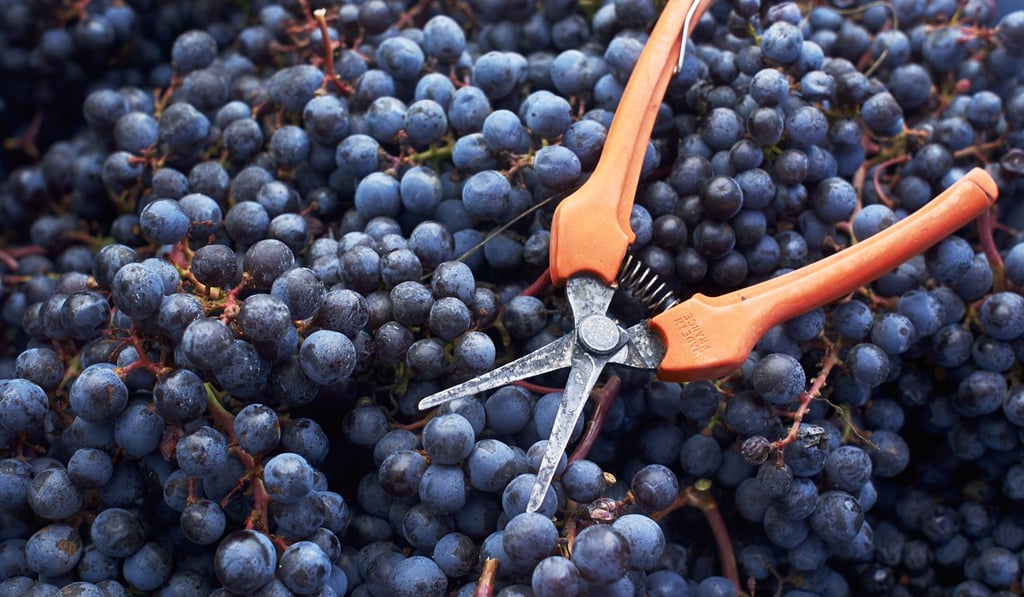 Canada’s wines are growing in prestige