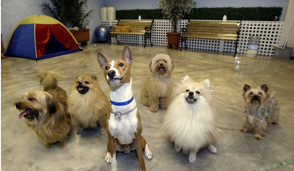 A file photo of pet dogs enjoying their stay at a dog hotel in Hong Kong’s Mong Kok district. Photo: Handout