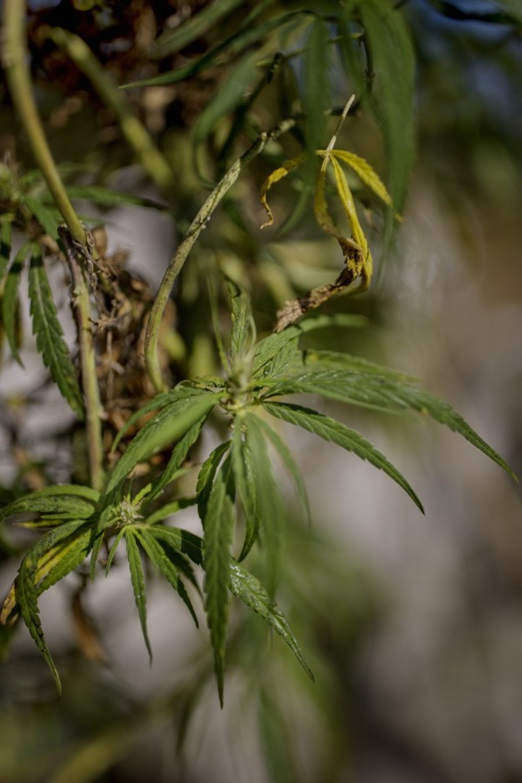 Cannabis plants at the Royal Agricultural Station Pang Da, outside Chiang Mai, Thailand. Cannabis plants at the Royal Agricultural Station Pang Da, outside Chiang Mai, Thailand.
