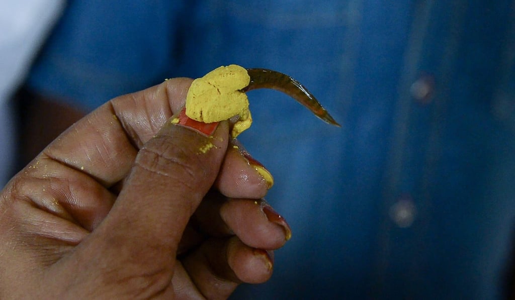 An Indian member of the Bathini Goud family holds a live murrel fish. Photo: AFP/Noah Seelam An Indian member of the Bathini Goud family holds a live murrel fish. Photo: AFP/Noah Seelam