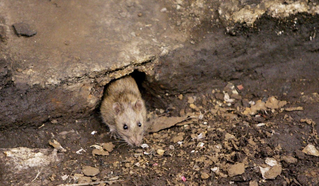 Thousands of rats on Myanmar’s Haingyi island are considered by many to be an omen. Authorities are paying residents to help kill them. Photo: AP