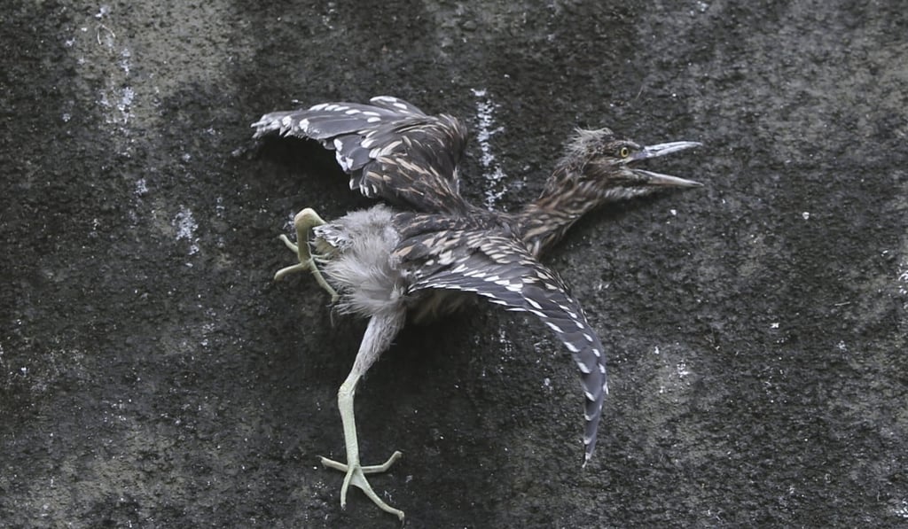 An injured egret following the tree pruning operation at Kwong Fuk Road near Wan Tau Kok Lane. Photo: Sam Tsang