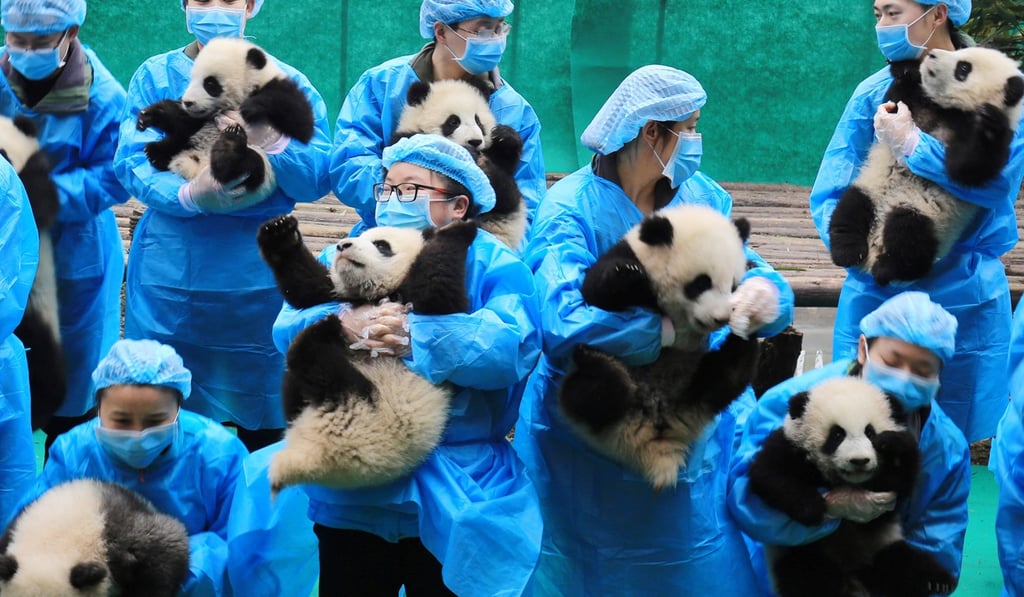 Staff at a breeding centre in Chengdu holding baby pandas. Photo: Reuters