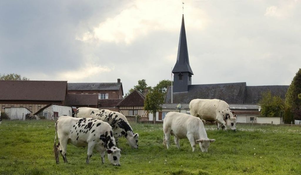 Happy cows in Camembert