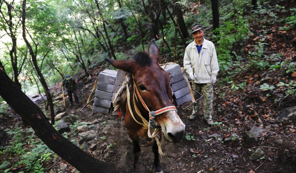 A man walks behind a mule carrying bricks up a hillside towards the Jiankou section of the Great Wall. Animals are the only way to get supplies to the top because the mountain paths are so steep. Photo: Reuters
